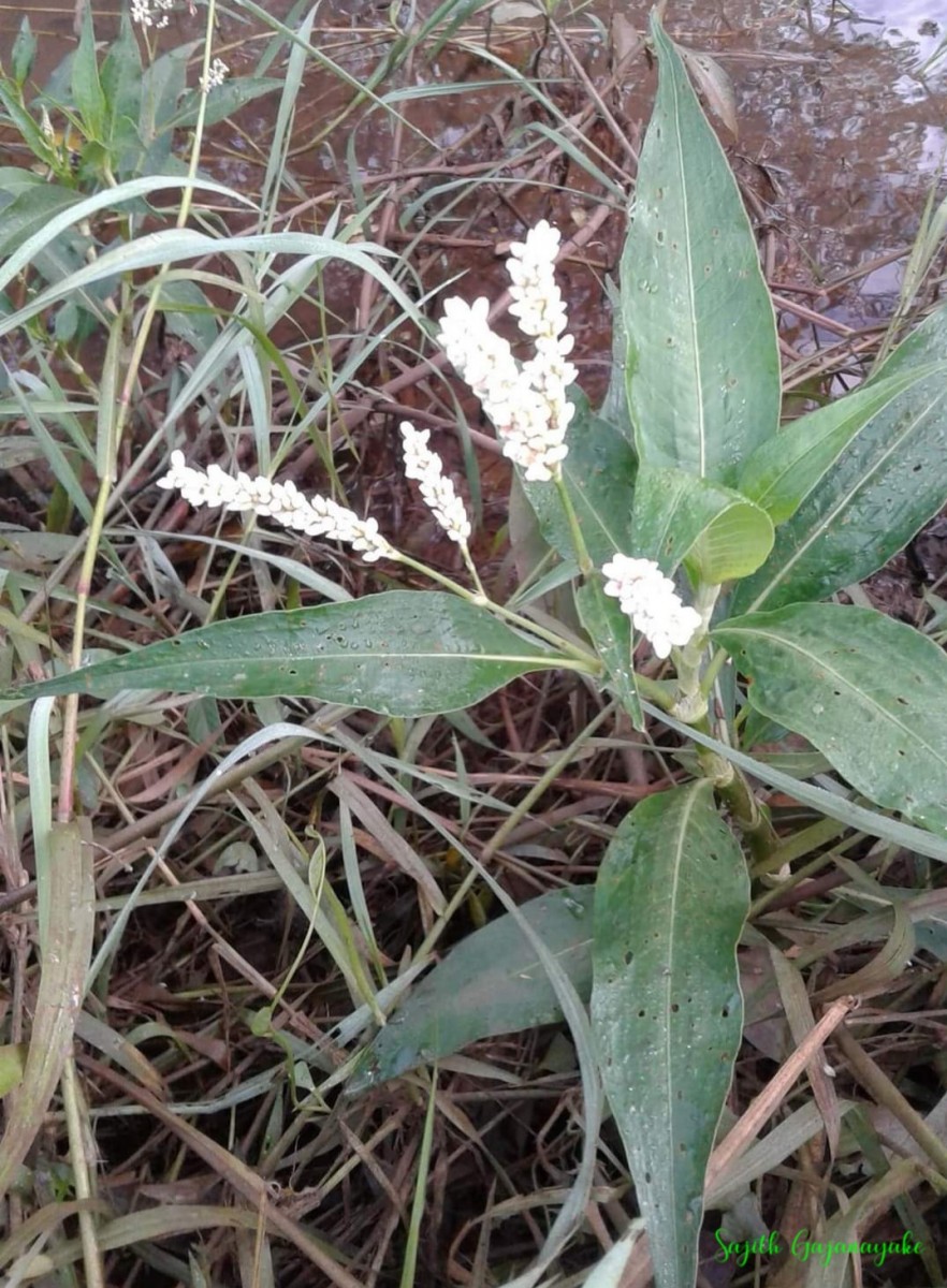 Persicaria attenuata (R.Br.) Soják